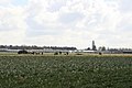 Daffodil picking - geograph.org.uk - 372906.jpg