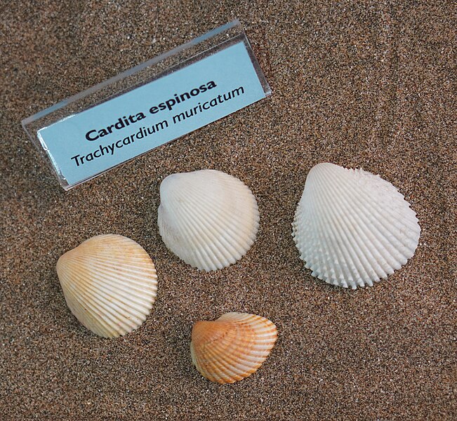 File:Dallocardia muricata.jpg