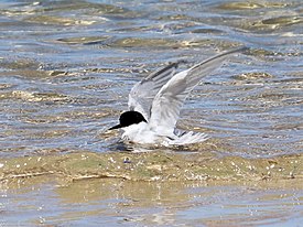 Damara Tern, Cape Recife, Eastern Cape, South Africa 2.jpg