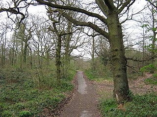 <span class="mw-page-title-main">Darenth Wood</span>