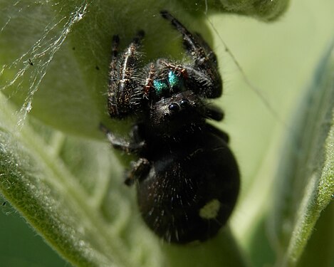 Daring Jumping Spider (Phidippus audax)