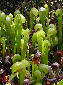 Darlingtonia californica - Wikipedia