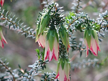 Darwinia meeboldii