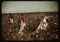 Day laborers picking cotton near Clarksdale, Miss. LCCN2017877490.tif