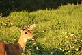 * Nomination Deer in field, taken in British Columbia, Canada. --Riley Huntley 05:28, 11 March 2016 (UTC) * Promotion  Comment IMHO, too much empty space top and right (and IMHO). --C messier 14:56, 14 March 2016 (UTC) Lot of space sure, but there is nothing wrong with that composition. And a crop would still look good and be useful. Ram-Man 16:15, 19 March 2016 (UTC)