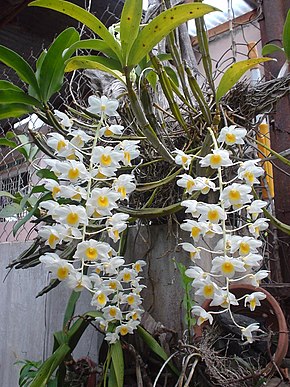 Dendrobium palpebrae Phonglan02.JPG -kuvan kuvaus.