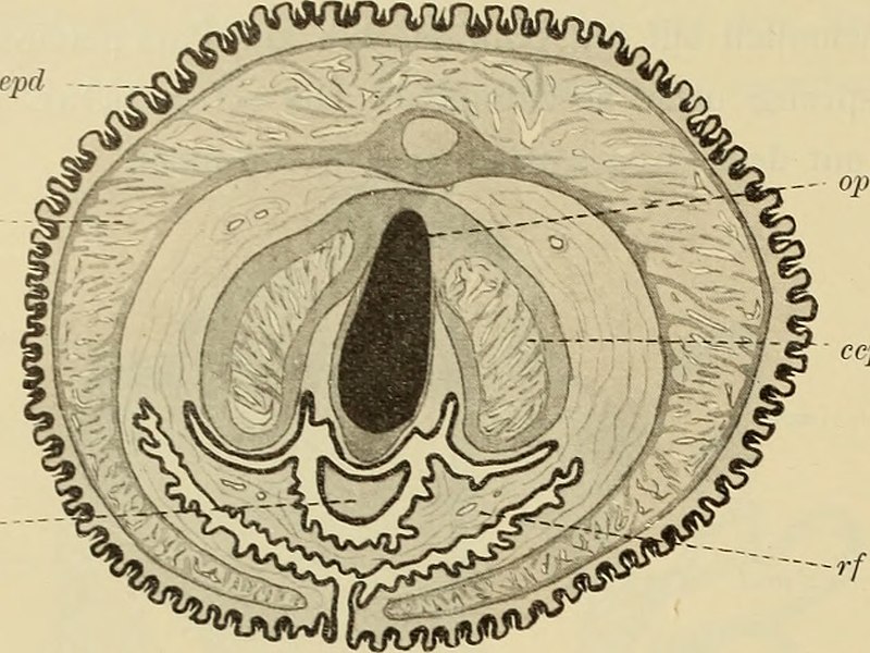 File:Denkschriften der Medicinisch-Naturwissenschaftlichen Gesellschaft zu Jena (1909) (20664488610).jpg