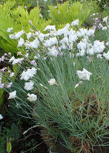 File:Dianthus turkestanicus kz01.jpg