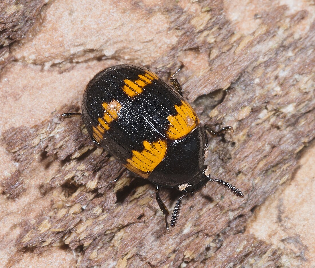 Gelbbindiger Schwarzkäfer