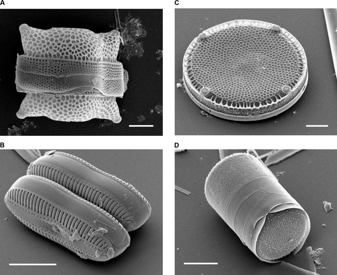 Frústula