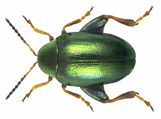 <i>Dibolia</i> Genus of beetles