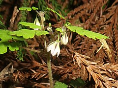 花は数個が下向きに半開して咲く。花弁に見えるのは萼片で5個あり、中央に紫色のすじが入る。