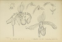 fig. 4 Apostasia nuda fig. 5 Paphiopedilum javanicum fig. 6 Paphiopedilum lowii