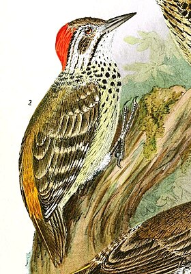 Die Vögel Afrikas (6425133621), Dendropicos poecilolaemus.jpg