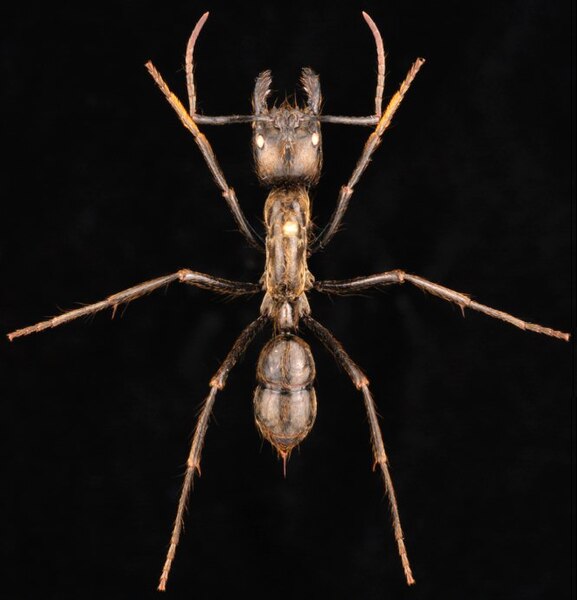 File:Dinoponera sp 33559c R.L.jpg