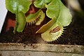 Hrvatski: Dionaea muscipula, Venerina muholovka