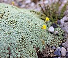 Dionysia tapetodesBotanischer Garten München-Nymphenburg