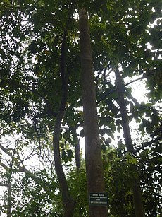 Dipterocarpus tonkinensis Cho nau.JPG