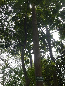 Dipterocarpus retusus во Вьетнаме