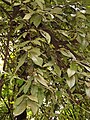 Docynia delavayi - Kunming Botanical Garden - DSC02820.JPG
