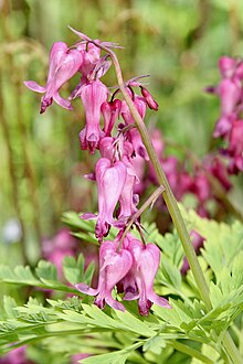 Долли Содс (Dicentra Exima) Fringed Bleeding Heart.jpg