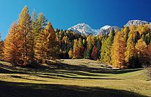 Dolomitas Tofane Laerchen.jpg