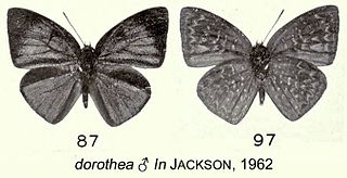 <i>Stempfferia dorothea</i> Species of butterfly