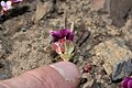 Douglasia nivalis 7939. 
 JPG