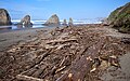 Driftwood at the Ten Mile Beach State Marine Conservation Area near Whale Rock, January 2024.