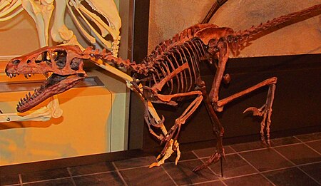 Dromaeosaurus, Ottawa.jpg