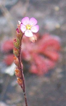 Flower of Drosera spatulata Drosera spatulata flower.jpg