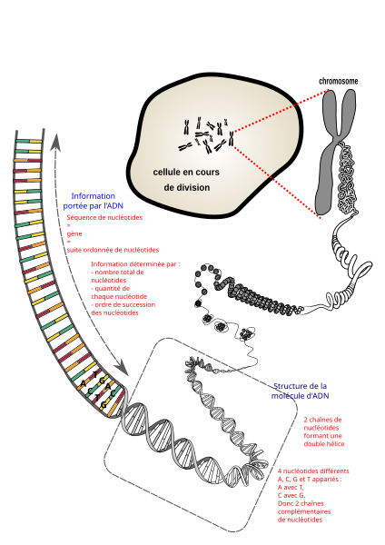 File:Du chromosome à l'ADN porteur d'une information (avec légende).svg