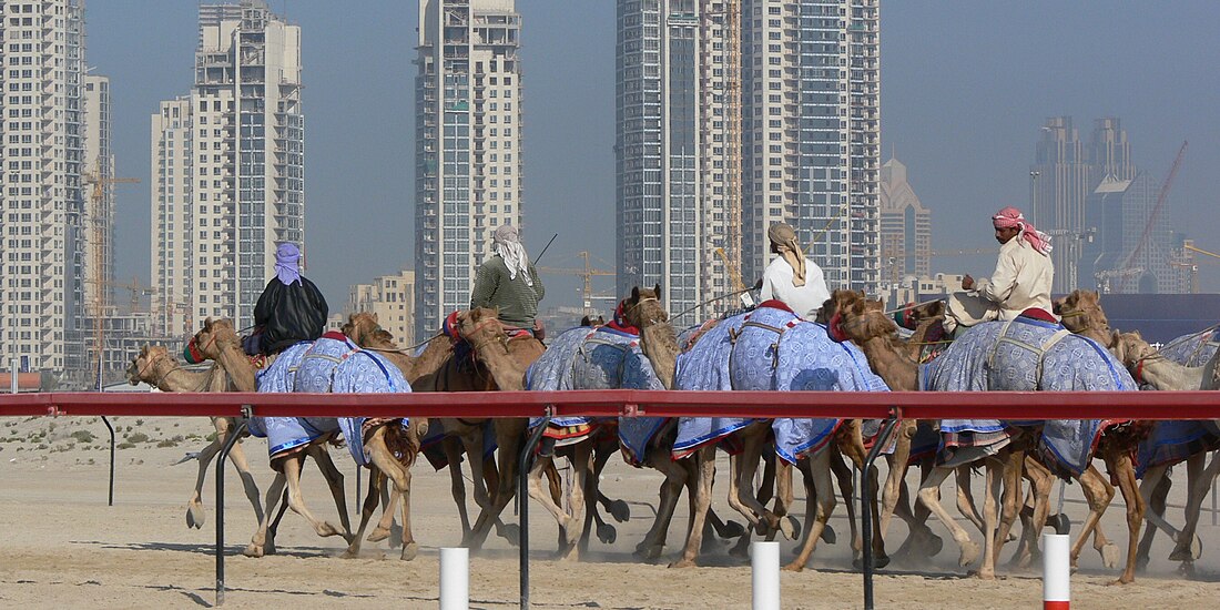 File:Dubai camel race.jpg