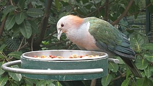 Green Imperial Pigeon