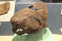 Dunkleosteus au Cleveland Museum of Natural History small.jpg