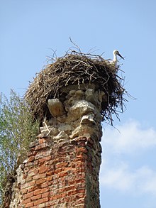 European white stork in a nest in Bisag, Croatia Dvorac Bisag - roda.jpg