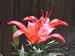 Dwarf Asiatic Lily Hybrid-Lilium 'Matrix'-Offnfopt 4635.JPG