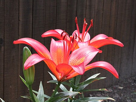 Tập_tin:Dwarf_Asiatic_Lily_Hybrid-Lilium_'Matrix'-Offnfopt_4635.JPG