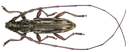 Dymasius hefferni