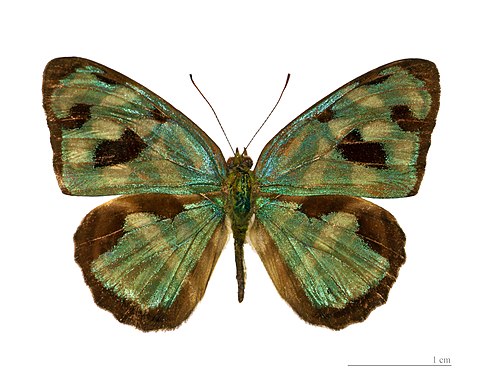 Male - Dosal view