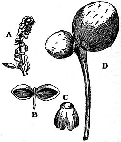 EB1911 Gymnosperms - Ginkgo biloba - flowers.jpg