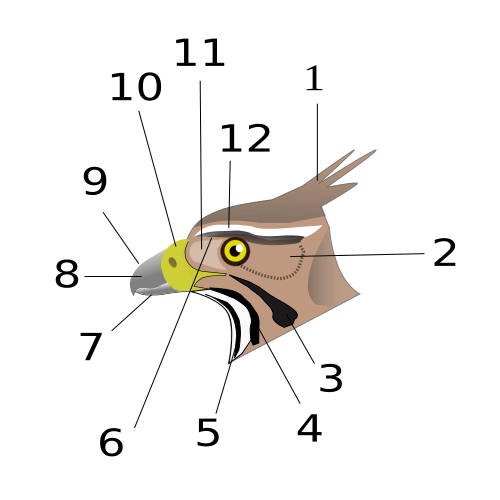 Soubor:EagleHead.svg