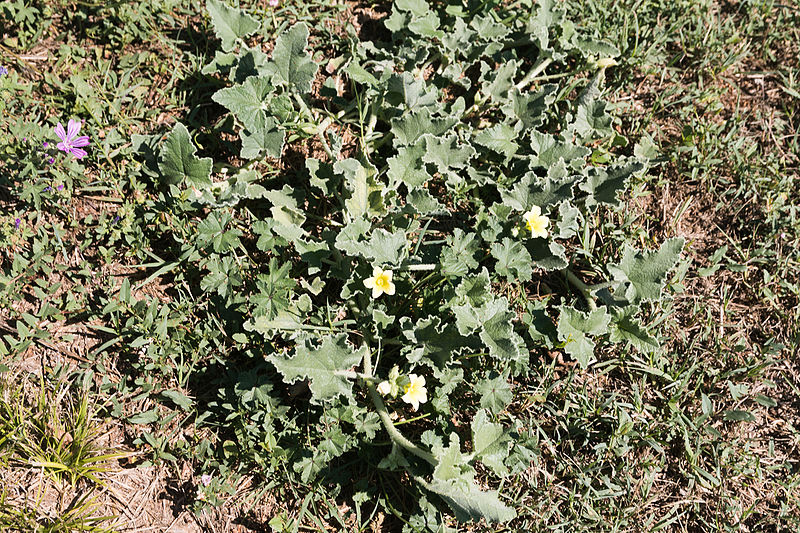 File:Ecballium elaterium-Concombre d'âne-20150816.jpg