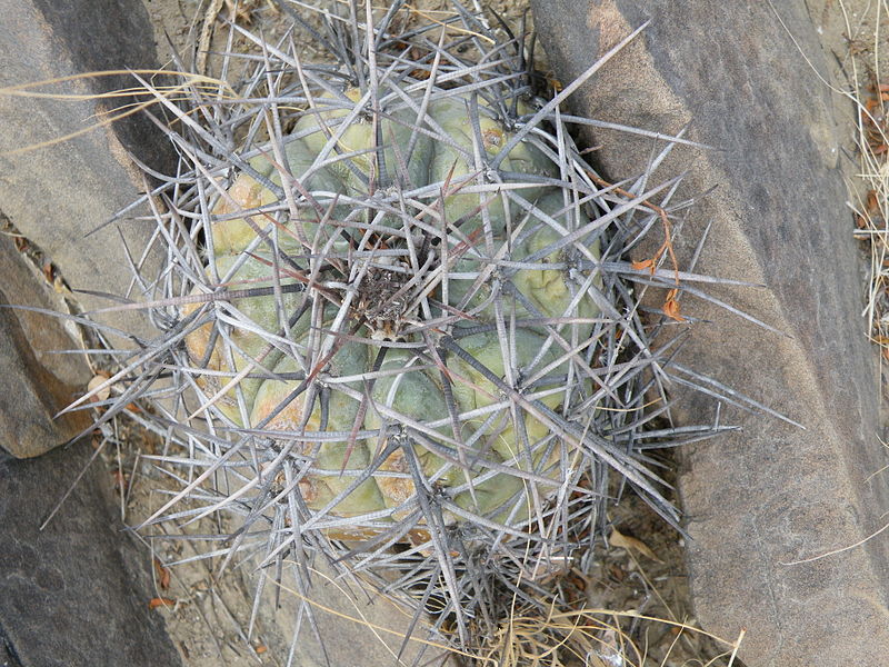 File:Echinocactus horizonthalonius (5672100918).jpg