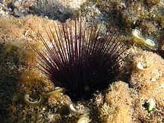 Echinostrephus aciculatus