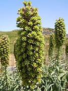 Echium candicans