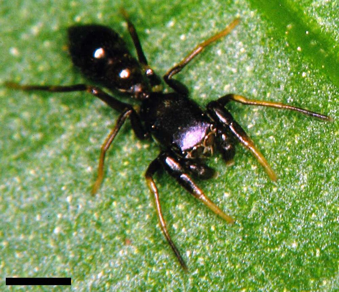 Peckhamia americana