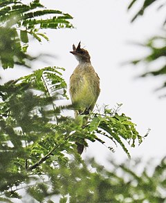 Elaenia gigas - Mottle yang didukung elaenia.jpg