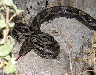 <span class="mw-page-title-main">Yellow-red rat snake</span> Species of snake