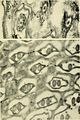 Electron-microscopic structure of protozoa (1963) (20586649844).jpg